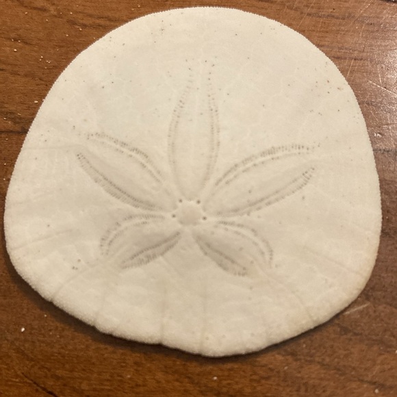 12 Real sand dollars - Picture 4 of 8